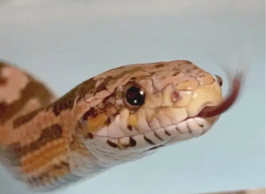 舌を出すコーンスネーク