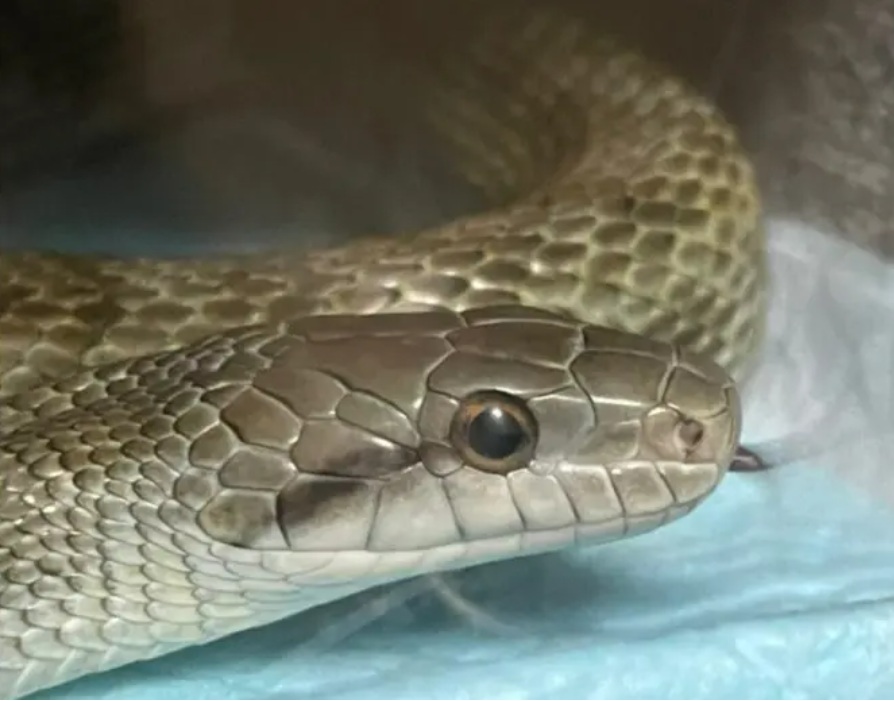 何かに気づいたアオダイショウ