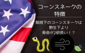 コーンスネークの特徴と飼育下で寿命が長くなる理由をイメージした画像
