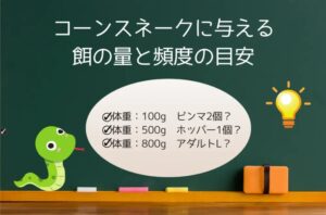 コーンスネークに与える餌の量と給餌頻度の目安を示したイラスト