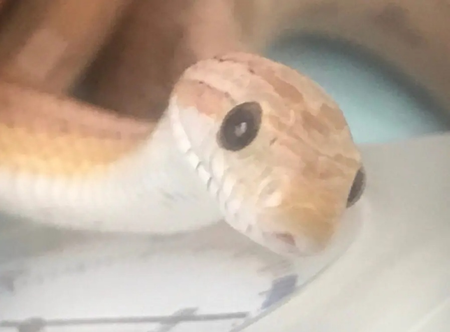 様子を伺うコーンスネーク