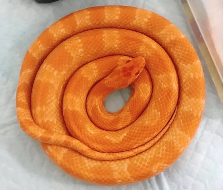 とぐろを巻くコーンスネーク