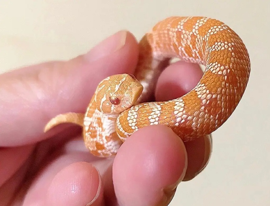 おとなしく持たれているセイブシシバナヘビ