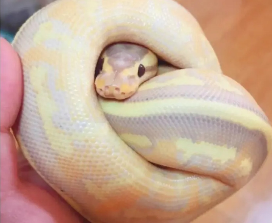 ボールのように丸まるボールパイソン