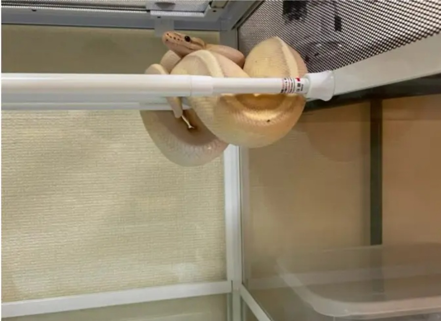 つっかえ棒の上でくつろぐボールパイソン