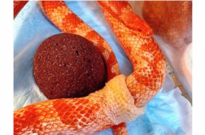 コーンスネークの脱皮の様子と実際に記録している脱皮周期の一例