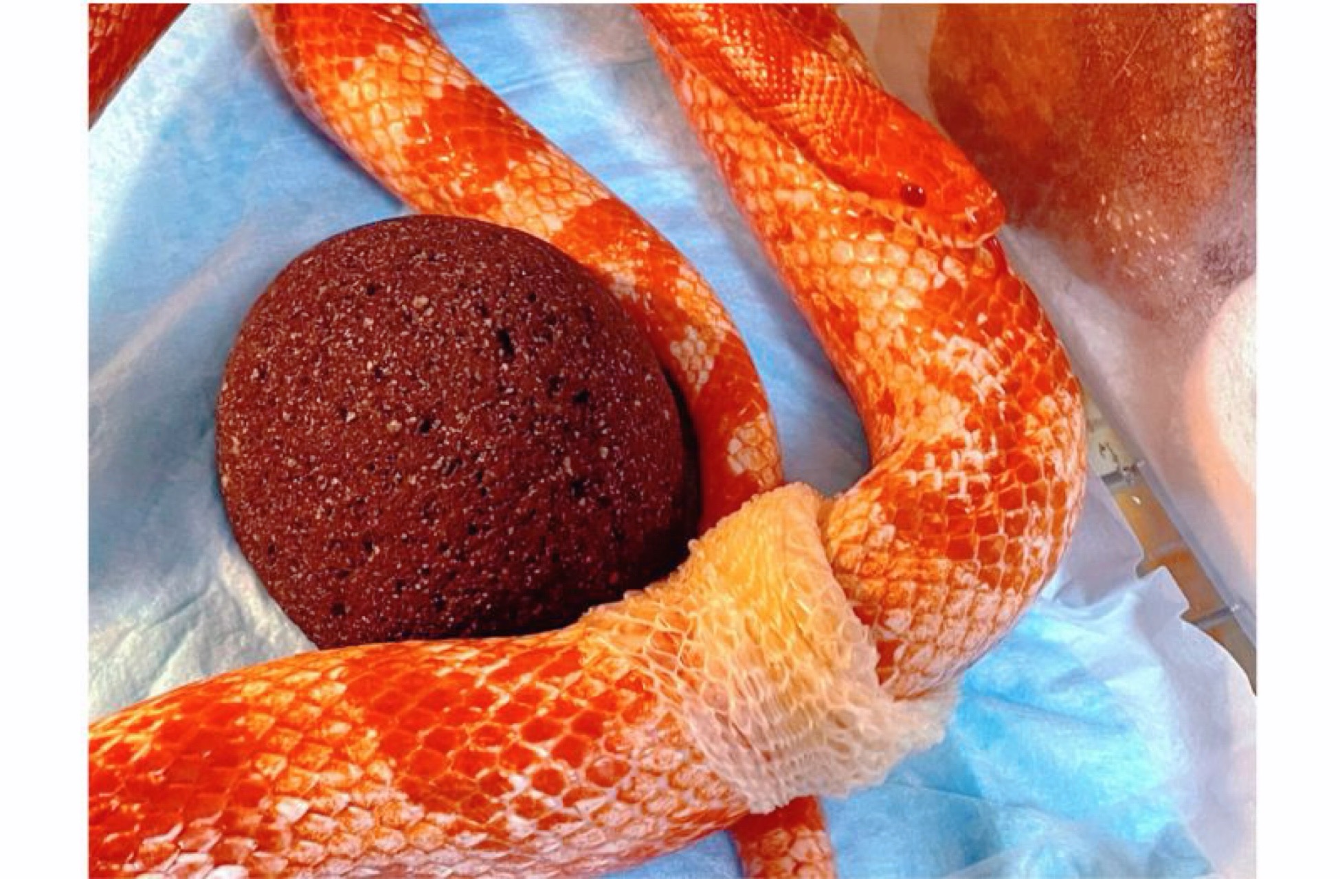 コーンスネークの脱皮の様子と実際に記録している脱皮周期の一例