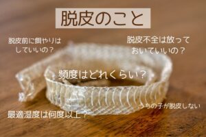 蛇の脱皮に関する疑問や頻度、湿度、脱皮不全についてまとめたイメージ