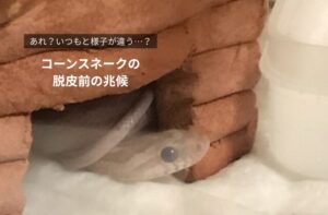 脱皮前で目が白くなったコーンスネークの様子