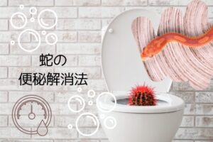 コーンスネークの便秘解消法