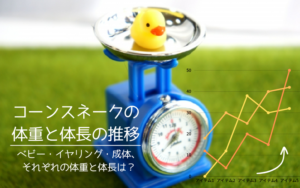 「コーンスネークの体重と体長の推移」記事のアイキャッチ。可愛いアヒルちゃんがおもちゃのはかりに乗って、成長記録のグラフを眺めている。ベビー、イヤリング、成体のサイズ目安を知るための画像。