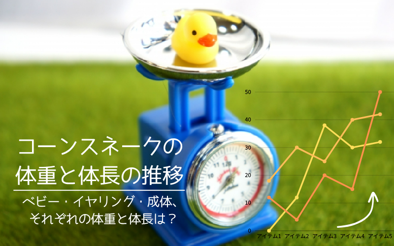 「コーンスネークの体重と体長の推移」記事のアイキャッチ。可愛いアヒルちゃんがおもちゃのはかりに乗って、成長記録のグラフを眺めている。ベビー、イヤリング、成体のサイズ目安を知るための画像。