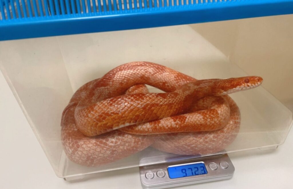 ケージ掃除中の一時退避用プラケースに入ったコーンスネーク。同時にデジタル体重計で重さを測っている。