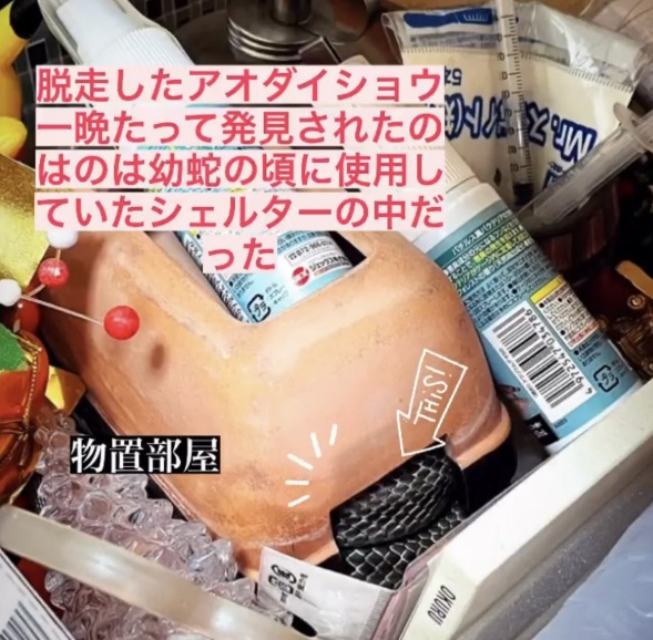 飼育ケージの下の物置ゾーンで眠るアオダイショウ