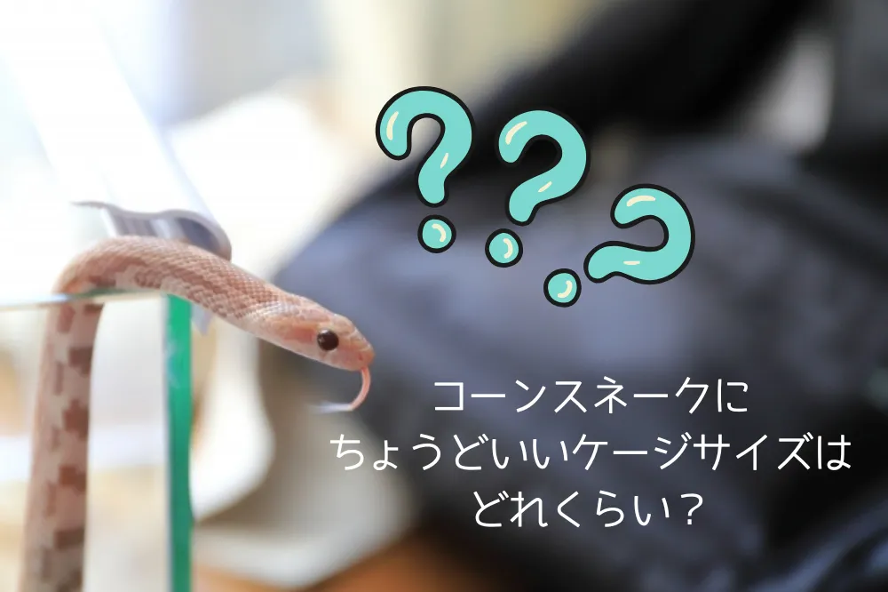 『ケージのサイズはどれくらい？』と不思議そうにケースから顔を覗かせるコーンスネーク。画像に疑問符と記事のタイトルテキストが配置されています。