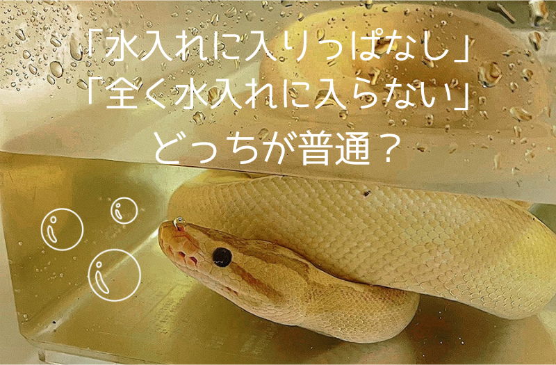 水の中に入りっぱなしのボールパイソン