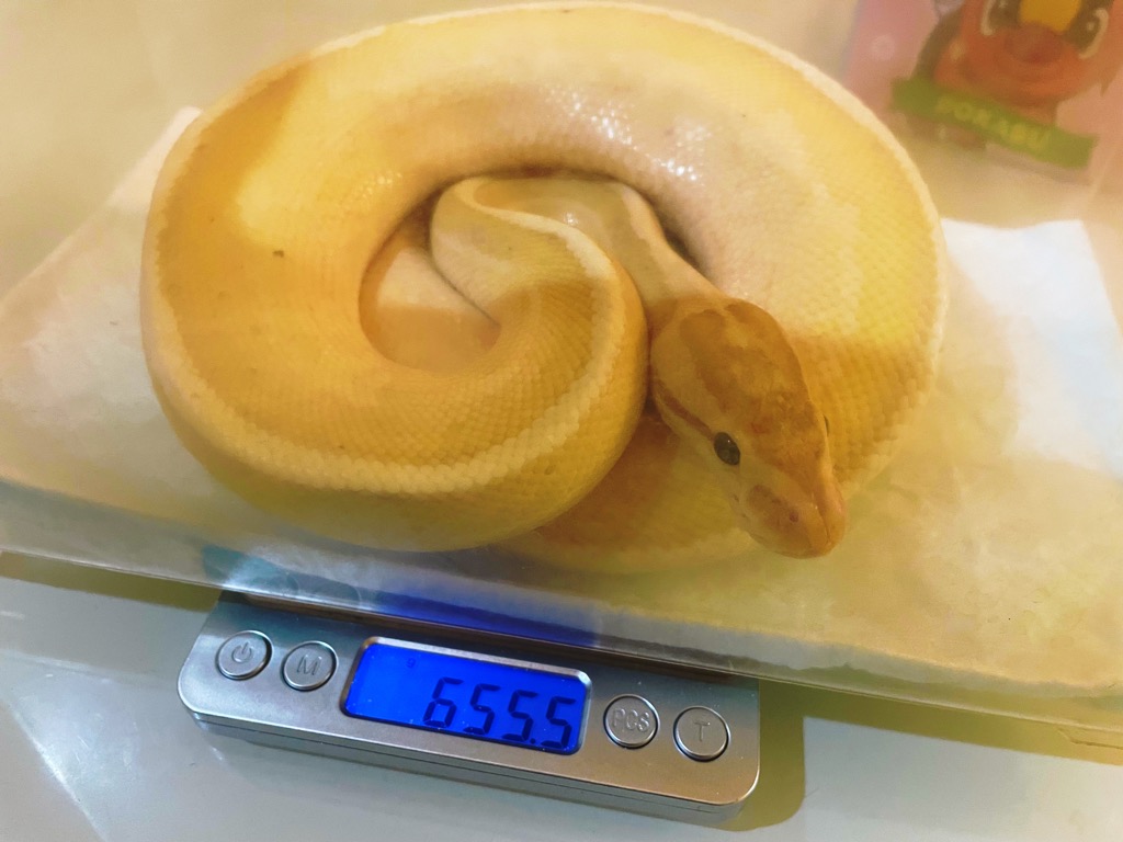 デジタルスケールに乗って体重測定をしているボールパイソン(バナナモルフ)