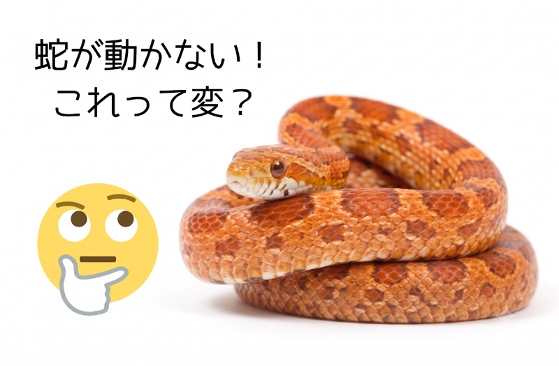 コーンスネークと、考える顔の絵文字。白い背景に「蛇が動かない！ これって変？」という日本語テキストが書かれた、ブログ記事のアイキャッチ画像。