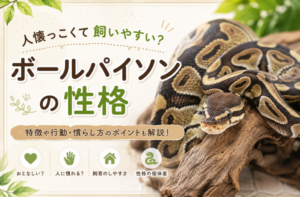 人懐っこくて飼いやすい？ボールパイソンの性格や特徴を解説するアイキャッチ画像